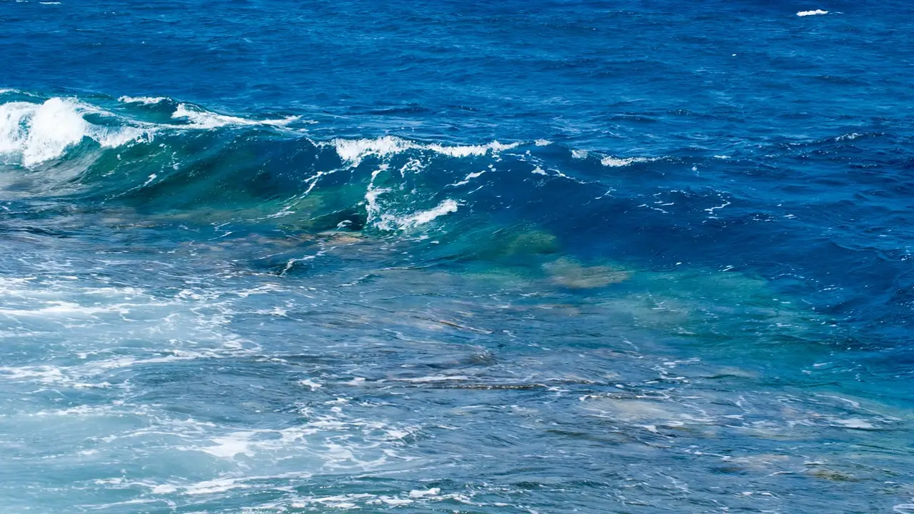 Las olas de calor marinas amenazan la biodiversidad de los oceanos Las olas de calor marinas amenazan la biodiversidad de los oceanos