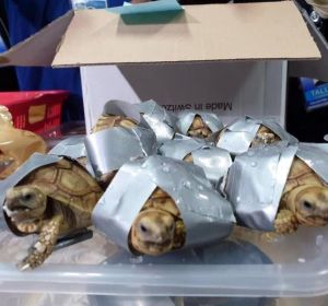 Encuentran 1.529 tortugas exóticas en maletas en el aeropuerto de Manila Encuentran 1.529 tortugas exóticas en maletas en el aeropuerto de Manila