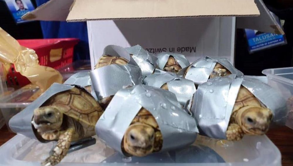 Encuentran 1.529 tortugas exóticas en maletas en el aeropuerto de Manila