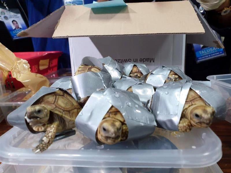 Encuentran 1.529 tortugas exóticas envueltas en cinta adhesiva dentro de varias maletas en el aeropuerto de Manila Encuentran 1.529 tortugas exóticas envueltas en cinta adhesiva dentro de varias maletas en el aeropuerto de Manila