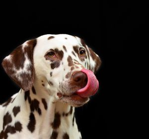 Los preparados de carne cruda para perros contienen altos niveles de bacterias Los preparados de carne cruda para perros contienen altos niveles de bacterias