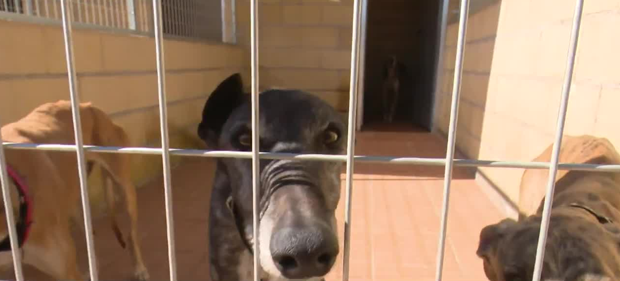 Manada Feliz busca casa temporal para más de 20 perros en Castellón Manada Feliz busca casa temporal para más de 20 perros en Castellón