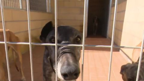 Galgos: la raza de perros abandonada y maltratada tras la &eacute;poca de caza