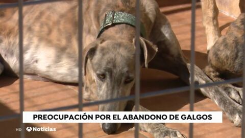 Galgos: la raza de perros abandonada y maltratada tras la &eacute;poca de caza