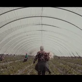 Estas son las condiciones laborales de las temporeras: una jornada entera agachadas recogiendo fresas a seis euros la hora Estas son las condiciones laborales de las temporeras: una jornada entera agachadas recogiendo fresas a seis euros la hora