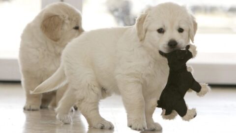 Perros