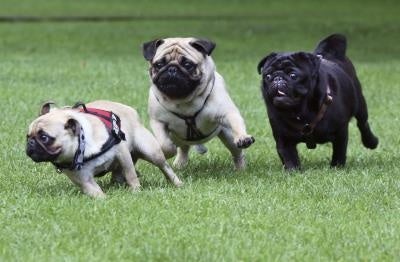 Los perros no entienden a los robots Los perros no entienden a los robots