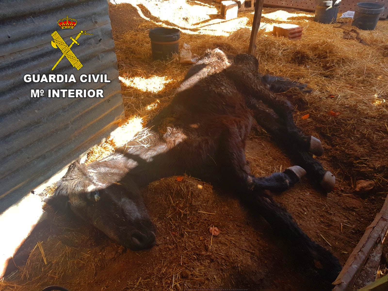 Investigan a un hombre por maltrato animal de un caballo en Carrión de Calatrava Investigan a un hombre por maltrato animal de un caballo en Carrión de Calatrava