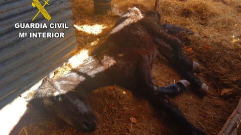 Investigan a un hombre por un presunto delito de maltrato animal