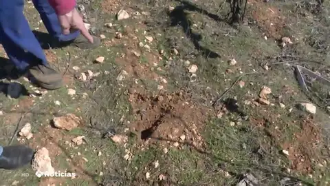 Daños causados por conejos Campo