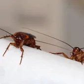 Cucarachas Cucarachas