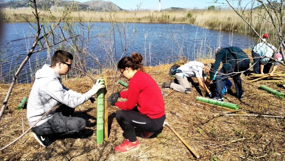 Voluntarios del GOB plantando árboles en la Albufera 