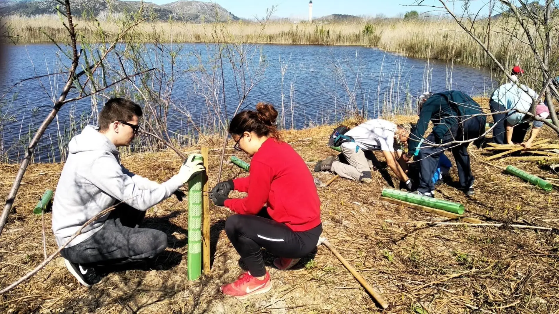 Voluntarios del GOB plantando árboles en la Albufera 