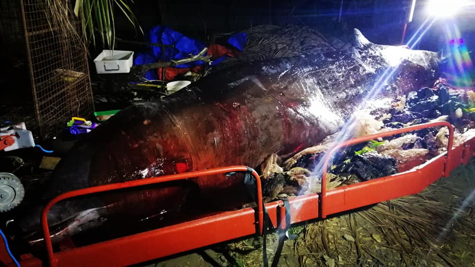 Muere una ballena tras tragar 40 kilos de plástico Muere una ballena tras tragar 40 kilos de plástico