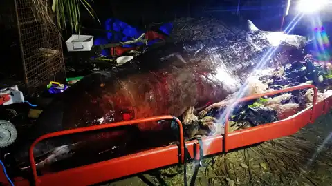 La ballena hallada muerta con plásticos en el estómago La ballena hallada muerta con plásticos en el estómago