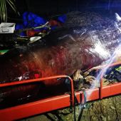 La ballena hallada muerta con plásticos en el estómago