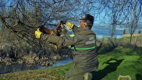 Milano Real Envenenamiento