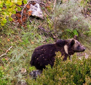 el hosquillo cuenca el hosquillo cuenca