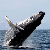 La ballena jorobada es el animal acusticamente mas complejo