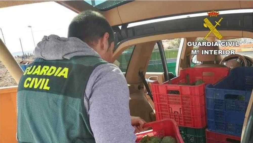 Un agente de la Guardia Civil con parte de las alcachofas robadas que se han podido recuperar