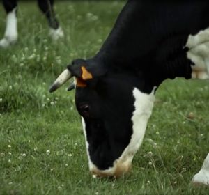 El 'mal de las vacas locas', la peor crisis sanitaria que ha sufrido la Unión Europea El 'mal de las vacas locas', la peor crisis sanitaria que ha sufrido la Unión Europea