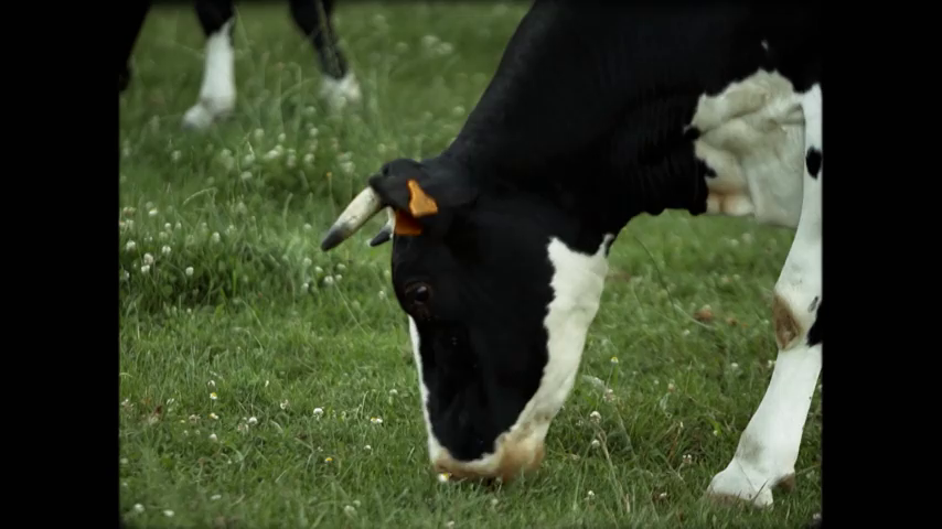 Se vuelve viral el vídeo de un hombre que hace conciertos para sus vacas Se vuelve viral el vídeo de un hombre que hace conciertos para sus vacas