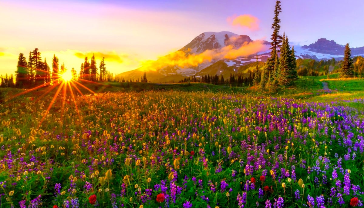 ¿Cómo nos afecta la primavera? ¿Cómo nos afecta la primavera?