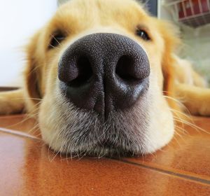 Golden Retriever Golden Retriever