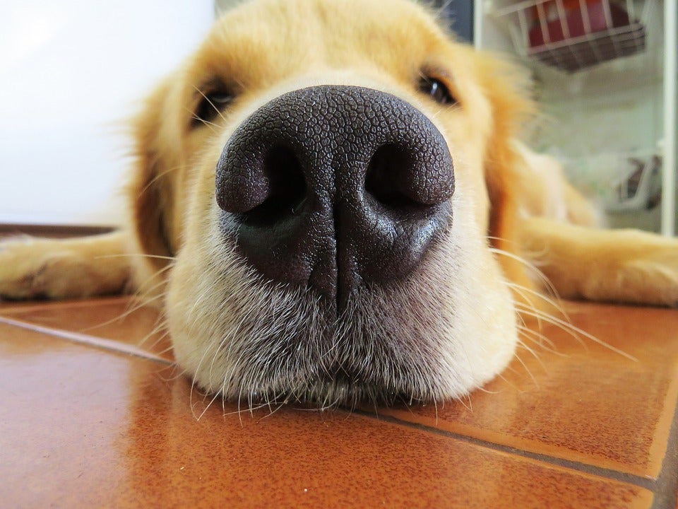 El perro 'Otto' enseña a los niños de Málaga a leer El perro 'Otto' enseña a los niños de Málaga a leer
