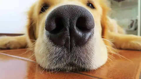 Golden Retriever Golden Retriever