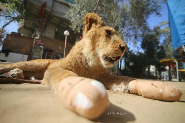 Cortan las garras de una leona para que pueda "jugar" con los niños en un zoo Cortan las garras de una leona para que pueda "jugar" con los niños en un zoo