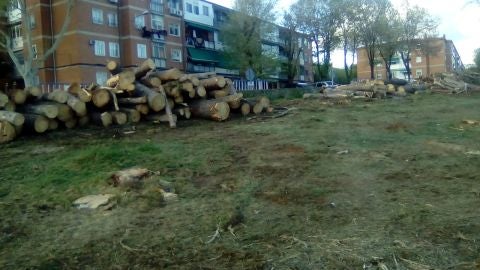 M&aacute;s de 30 &aacute;rboles retirado por la Comunidad de Madrid en Reyes Cat&oacute;licos