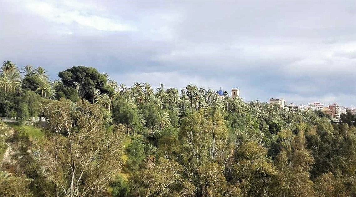 El Ayuntamiento de Elche saca a concurso la redacción del Plan de Uso de la red de riego tradicional del Palmeral El Ayuntamiento de Elche saca a concurso la redacción del Plan de Uso de la red de riego tradicional del Palmeral