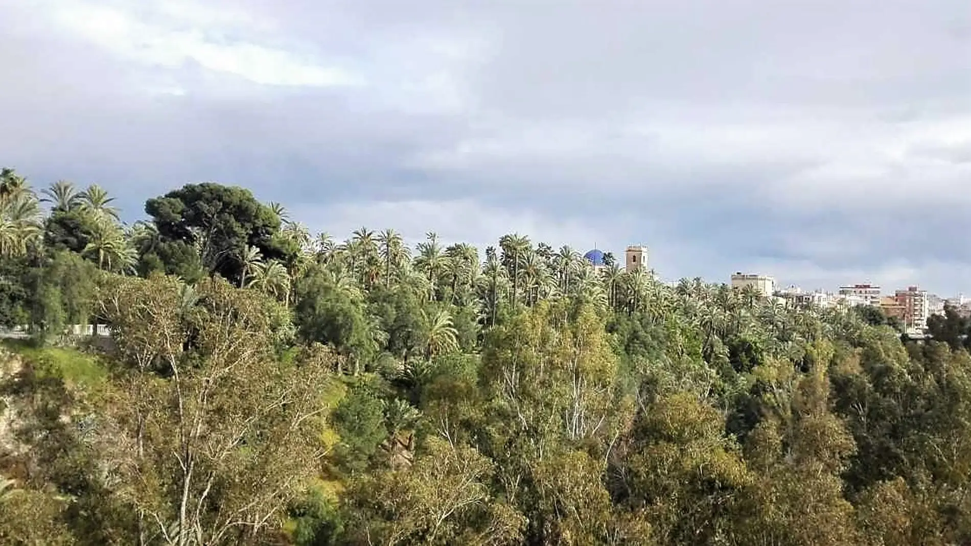 Vista del Palmeral de Elche