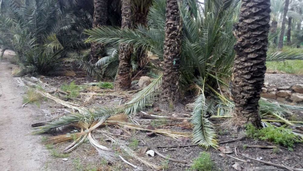 Palmera sin mantenimiento en el Hort del Gat de Elche.