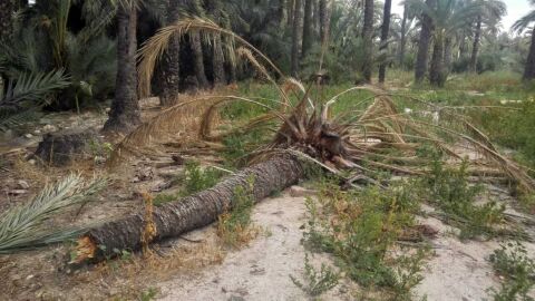 Palmera ca&iacute;da en el Hort del Gat de Elche. 
