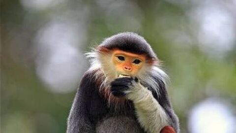 Ejemplar de duc de canillas rojas