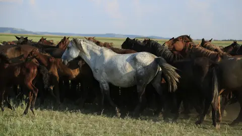 Caballos kazajos Caballos kazajos