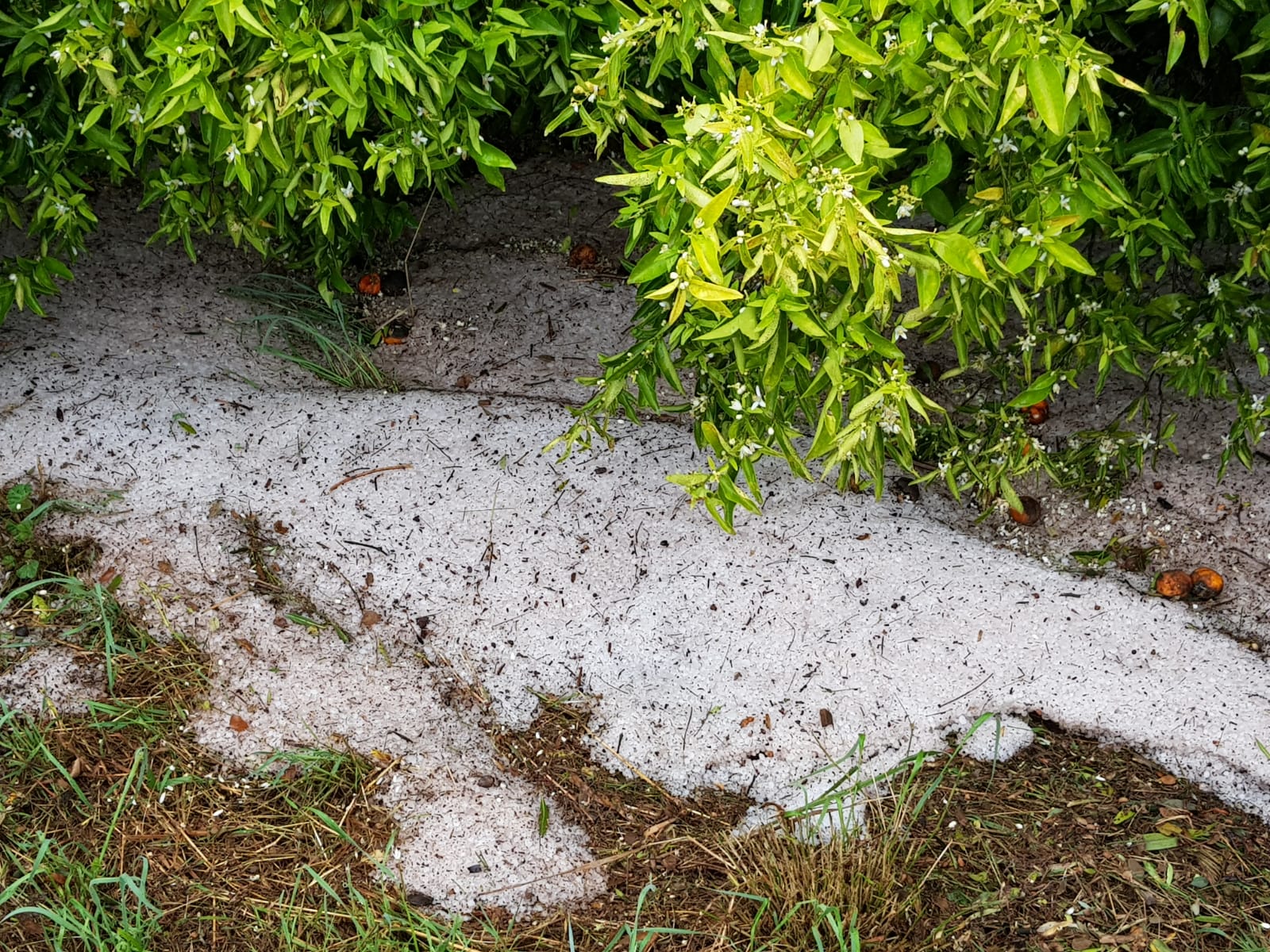 La lluvia y el pedrisco causan daños en algunos puntos de la provincia de València La lluvia y el pedrisco causan daños en algunos puntos de la provincia de València