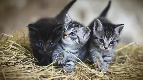 Gatos Gatos