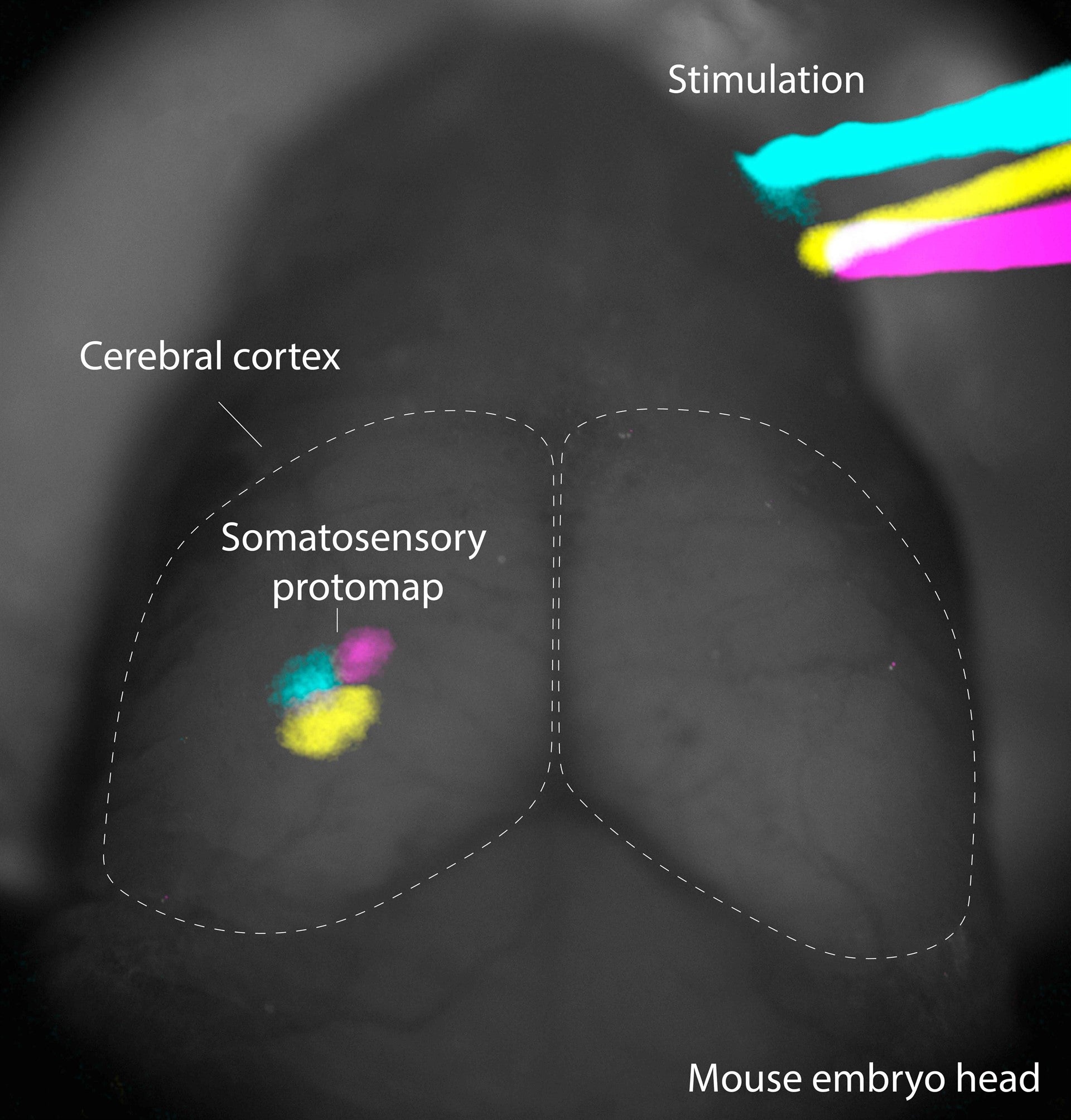 Un estudio del Instituto de Neurociencias de la UMH de Elche demuestra que el sentido del tacto se activa en el cerebro antes de nacer Un estudio del Instituto de Neurociencias de la UMH de Elche demuestra que el sentido del tacto se activa en el cerebro antes de nacer