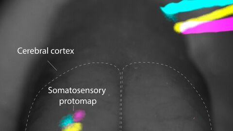 Mapeo del tacto en la corteza somatosensorial.