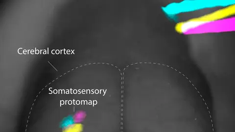 Mapeo del tacto en la corteza somatosensorial. Mapeo del tacto en la corteza somatosensorial.