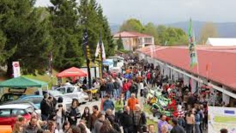 tineo
