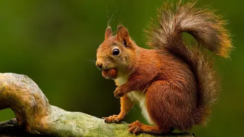 Ardilla roja Ardilla roja