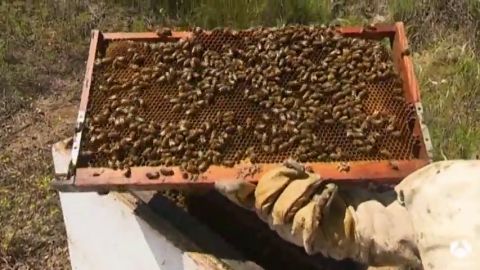 Incrementan los robos de colmenas en Tenerife