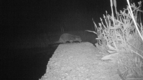 Ejemplar de nutria fotografiado en el parque natural de El Hondo
