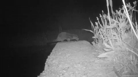 Ejemplar de nutria fotografiado en el parque natural de El Hondo Ejemplar de nutria fotografiado en el parque natural de El Hondo