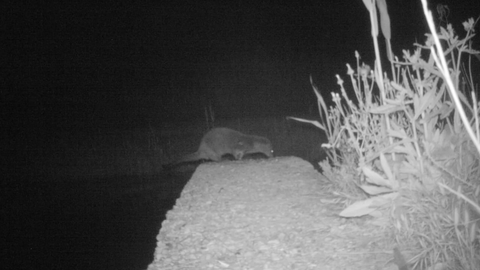 Ejemplar de nutria fotografiado en el parque natural de El Hondo Ejemplar de nutria fotografiado en el parque natural de El Hondo