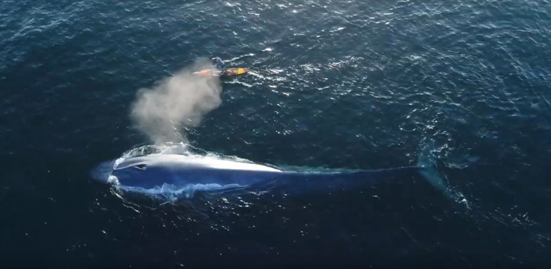 Brutales imágenes: surfea junto a una ballena azul de 24 metros en California Brutales imágenes: surfea junto a una ballena azul de 24 metros en California